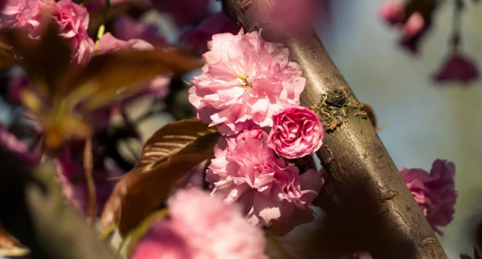цвітіння сакур у Мукачеві
