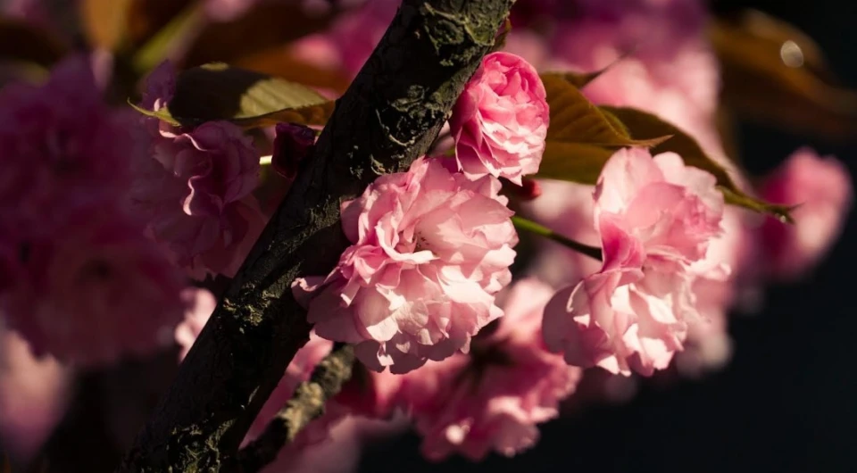 цвітіння сакур у Мукачеві