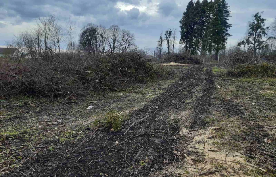 У селі біля Львова незаконно зрубали понад сотню дерев