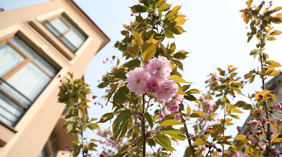 цвітіння сакур у Львові