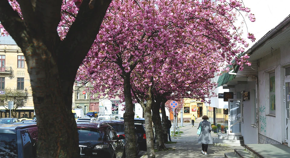 цвітіння сакур у Львові, погода