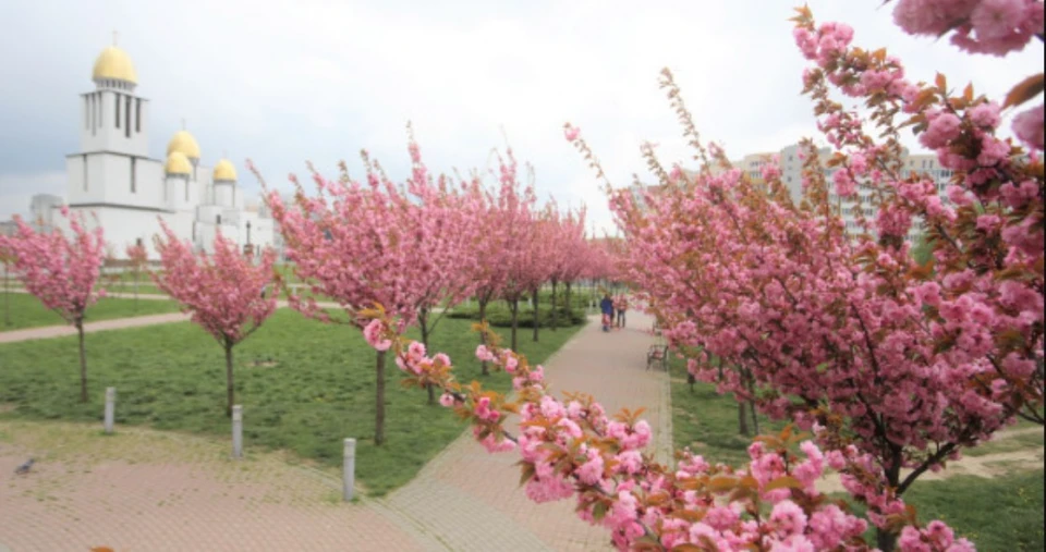 цвітіння сакур, парк імені Папи Римського Івана Павла ІІ, Львів