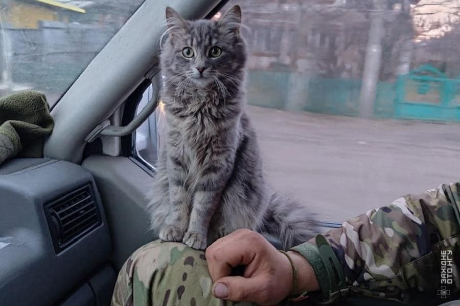 кошеня, яке прихистили на фронті
