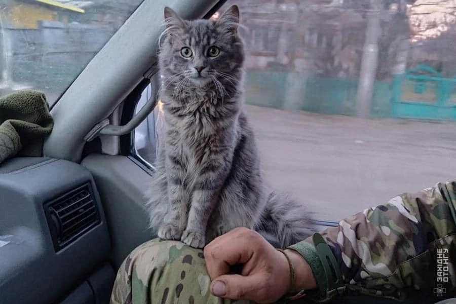кошеня, яке прихистили на фронті