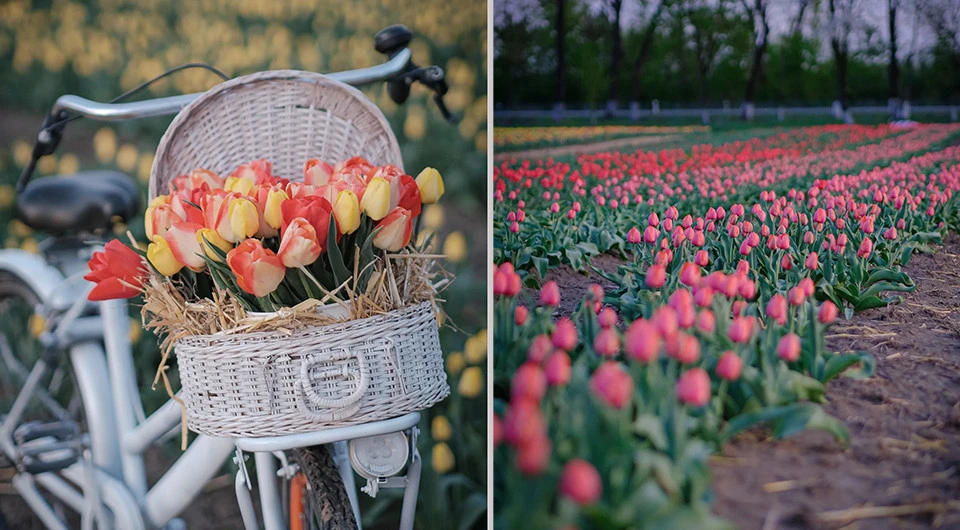 тюльпанове поле у селі Магала, Чернівецька область