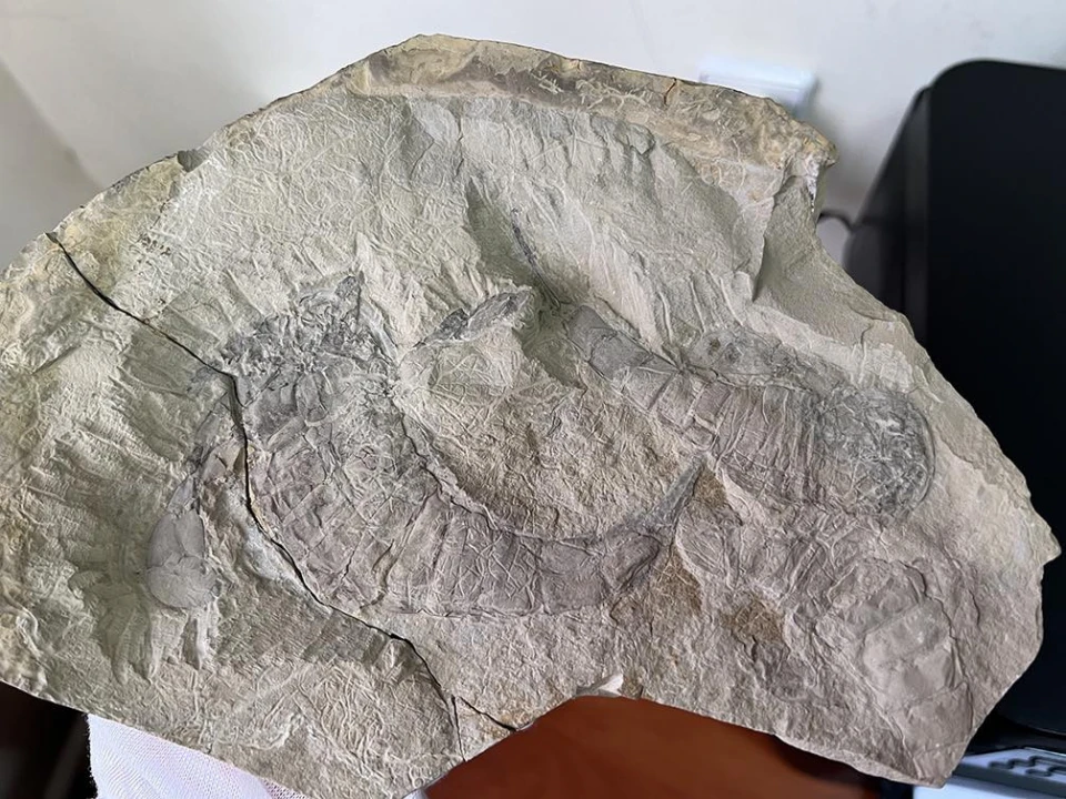 Тернополянин намагався незаконно відправити з України поштою скамянілих ракоскорпіонів віком 443 млн років