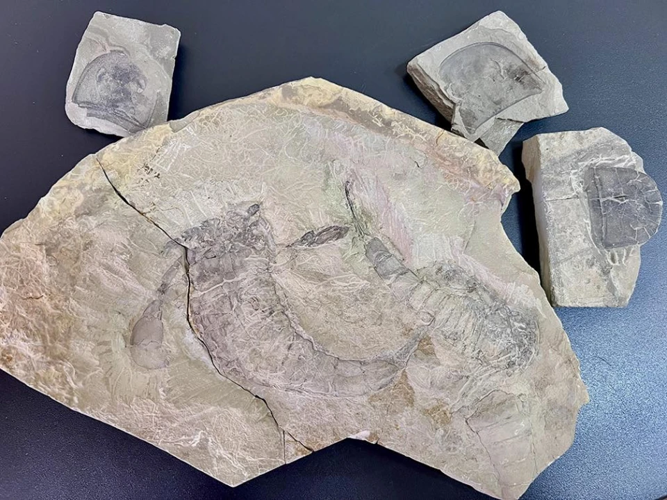 Тернополянин намагався незаконно відправити з України поштою скамянілих ракоскорпіонів віком 443 млн років