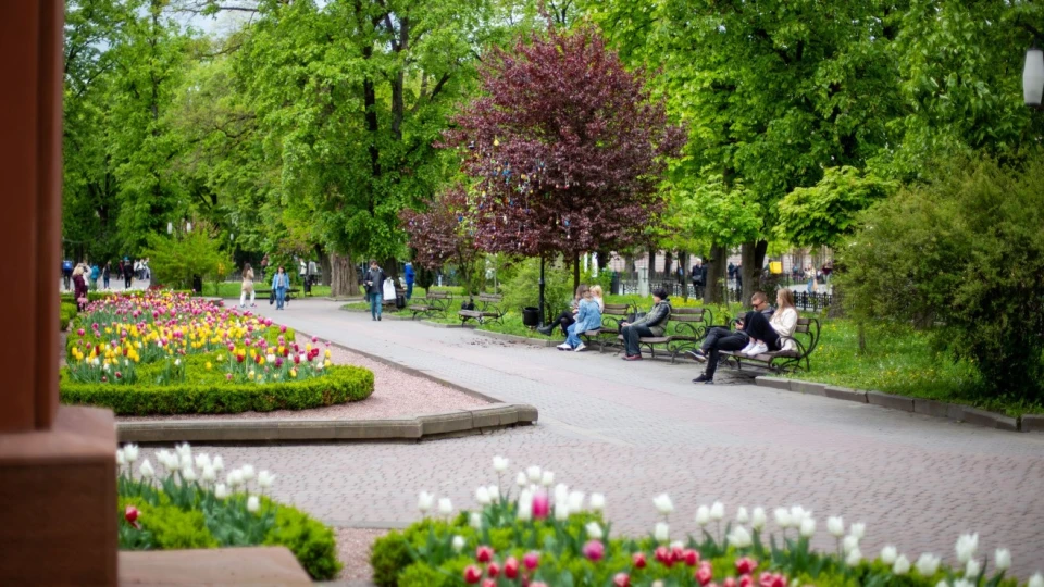 писанки на деревах у центральному сквері Франківська