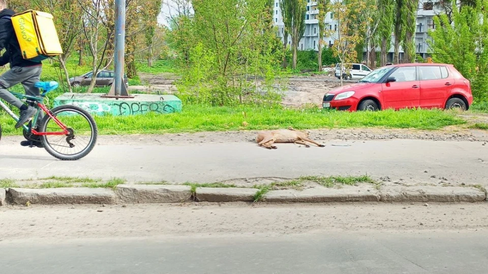 збите оленя