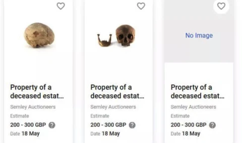 На фото: Людські черепи на аукціоні Semley Auctioneers