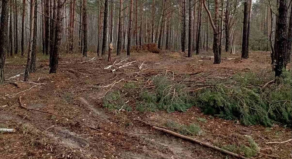 На Рівненщині в заказнику незаконно вирубали дерева на 65 млн грн