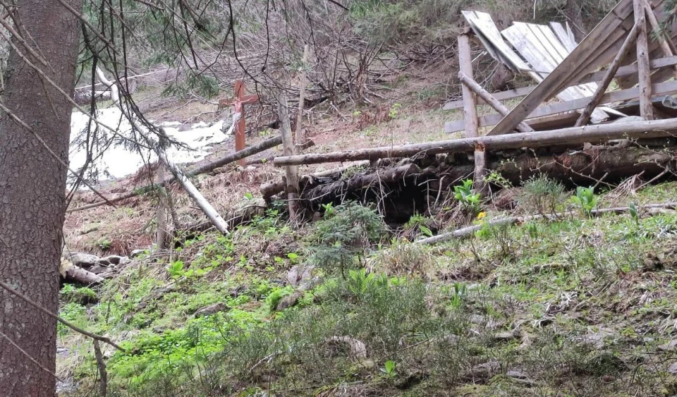 ліс на закарпатті
