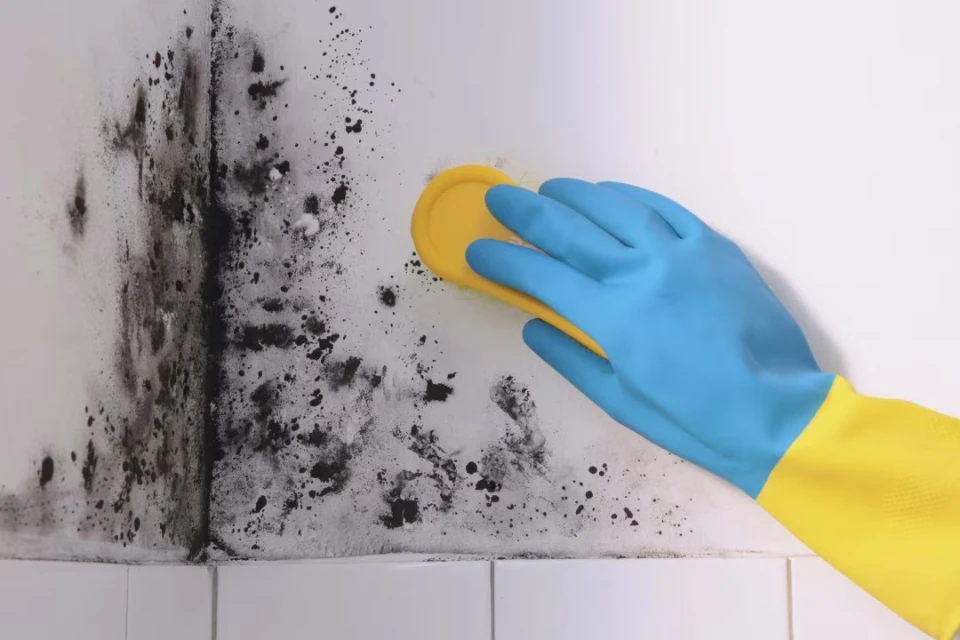 Цвіль на стінах