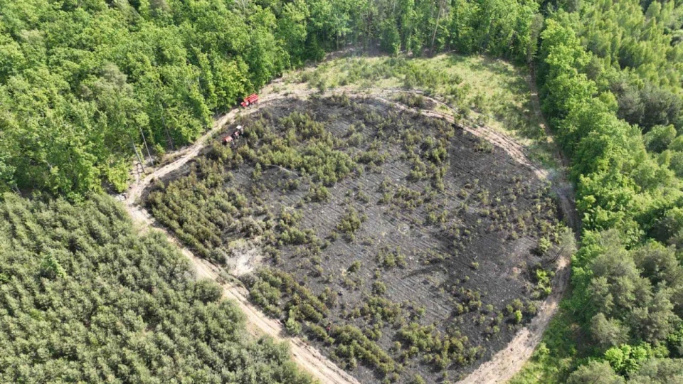 На Львівщині волонтери висадять новий ліс замість згорілого внаслідок падіння "шахеда"