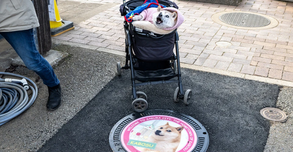 Doge wow