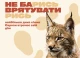 рись