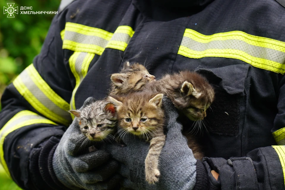 У Хмельницькому під час пожежі врятували чотирьох кошенят