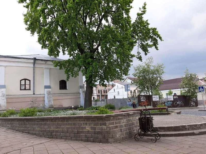 столітній дуб у Луцьку