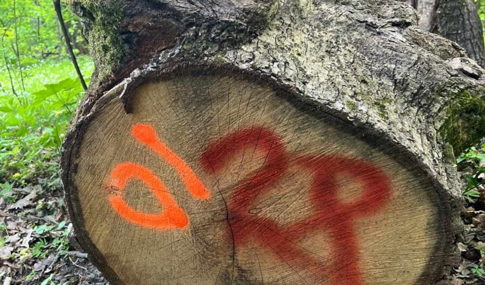 Лісника з Буковини викрили на службовій недбалості зі збитками у 1,8 млн грн