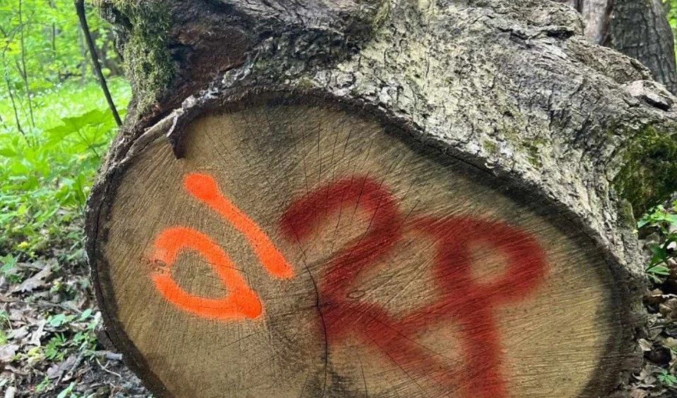 Лісника з Буковини викрили на службовій недбалості зі збитками у 1,8 млн грн