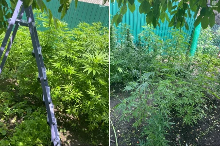 коноплі