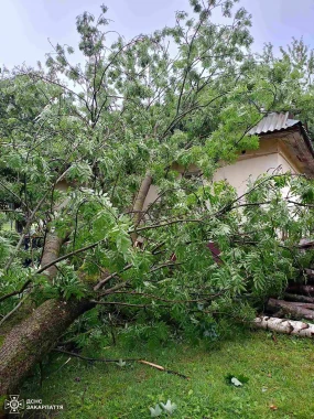Негода далася взнаки: на Закарпатті сильний вітер повалив дерева