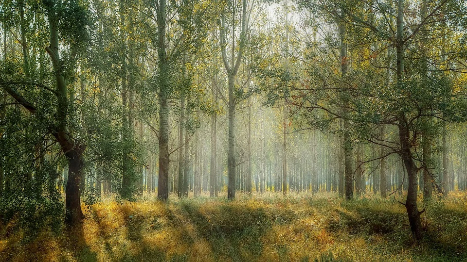 лісок, лісопарк, лісопосадка