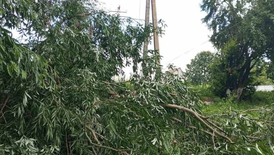 Повалені дерева на Рівненщині