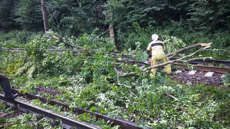 Повалені дерева та підтоплення: наслідки негоди на Закарпатті
