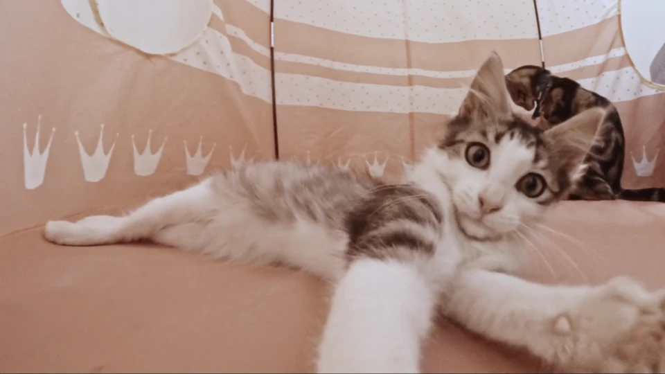Кадр з фільму-фестивалю Cat Video Fest