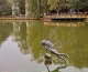 На озері в Івано-Франківську з’явилася "Фея дощу"
