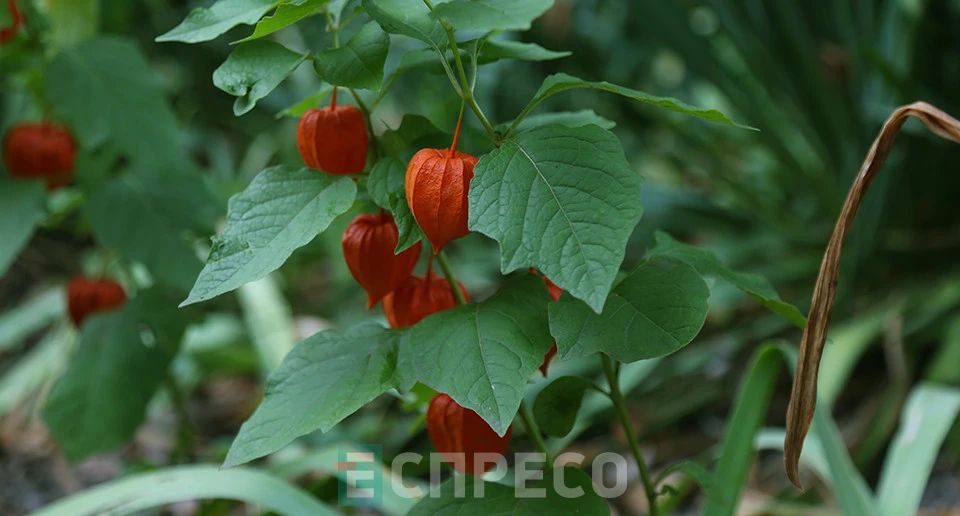 сад лікарських рослин у Львові