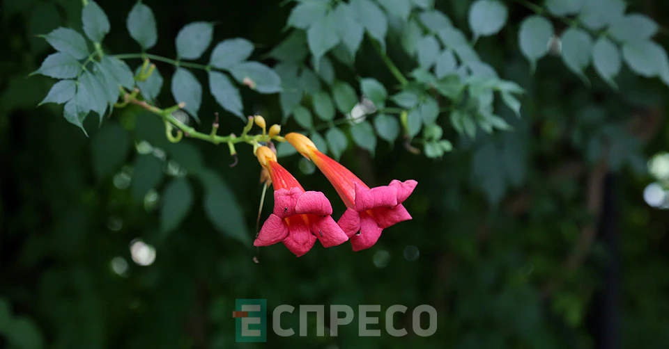 сад лікарських рослин у Львові