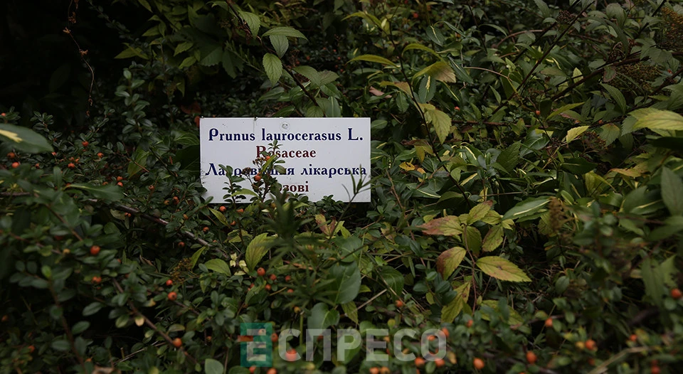 сад лікарських рослин у Львові