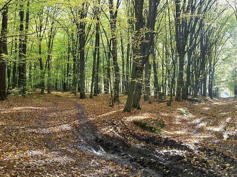 Заказник "Великий ліс"