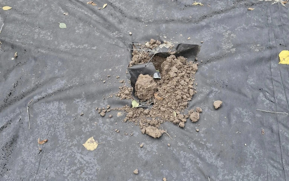 викрадені троянди