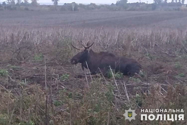 лось потрапив під авто