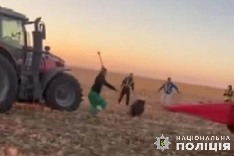 знущання зі свиней