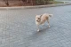 собака Санду
