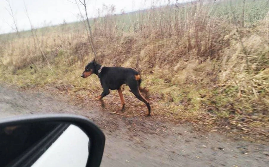 доберман