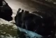 У Шептицькому четверо підлітків близько опівночі намагалися відкрити кілька машин