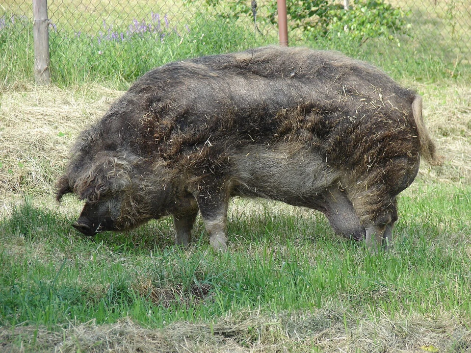 Мангалиця