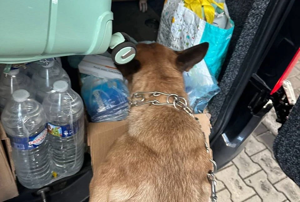 службовий пес