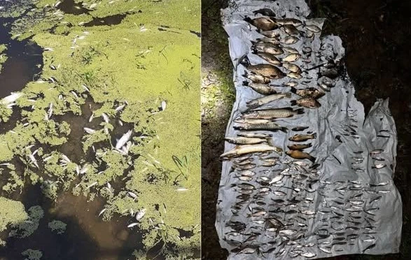 У річці Совиця на Буковині зафіксували масову загибель риби