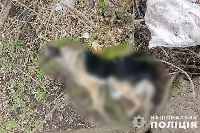 На Тернопільщині чоловік убив сусідського собаку, поліція відкрила провадження
