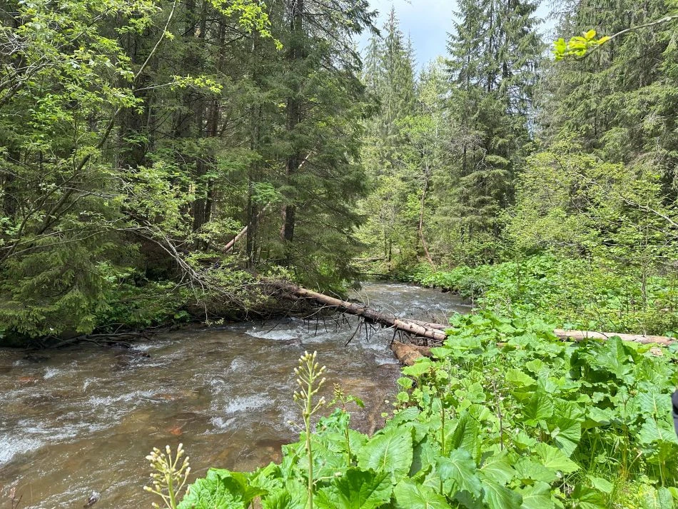 Черемош