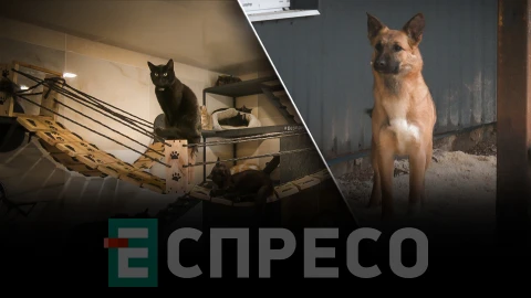 тварини