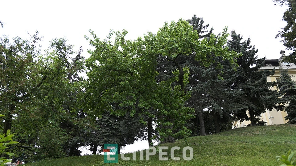 Митрополичі сади