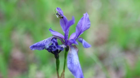 Iris sibirica
