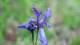 Iris sibirica